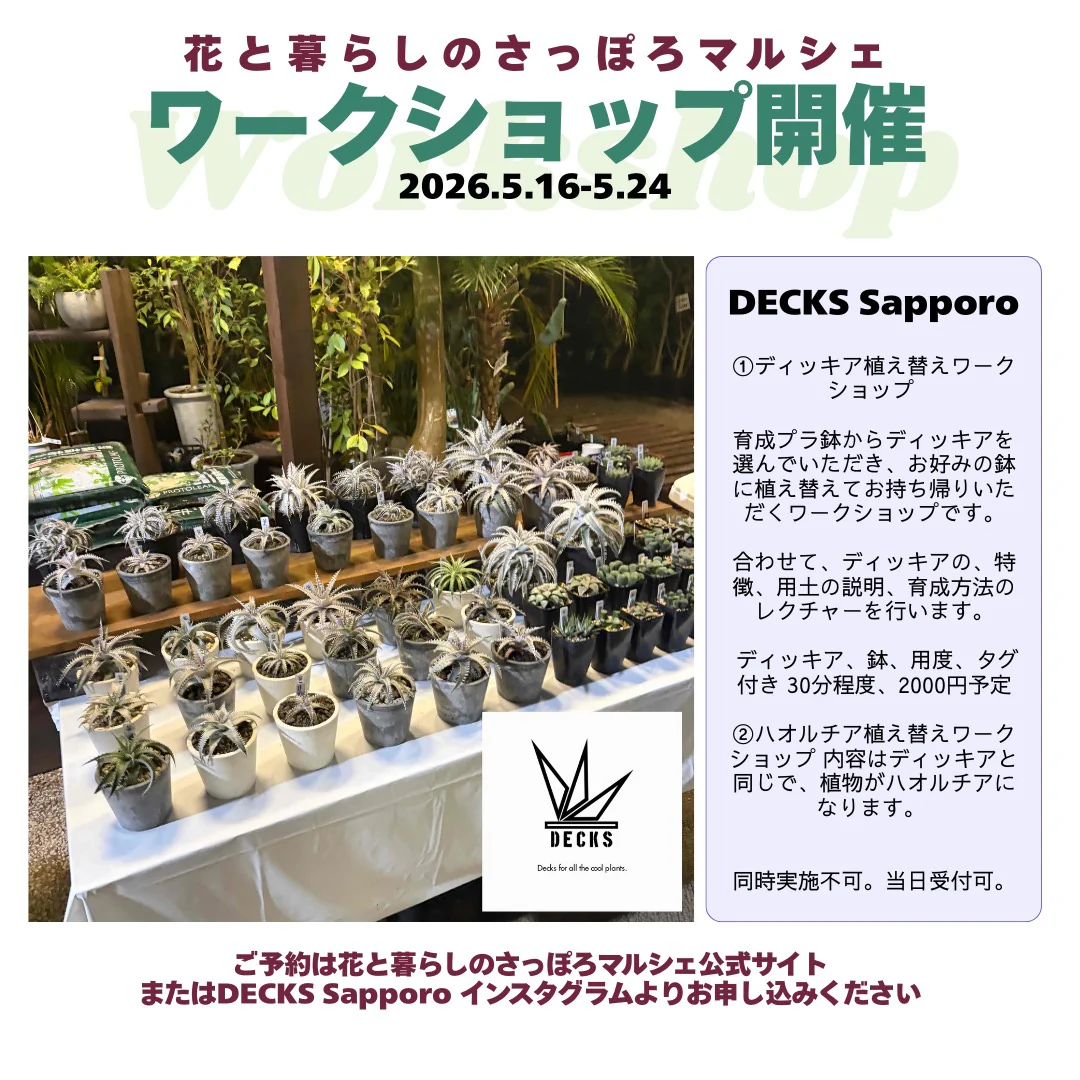 DECKS Sapporo · ディッキア / ハオルチア 植え替え