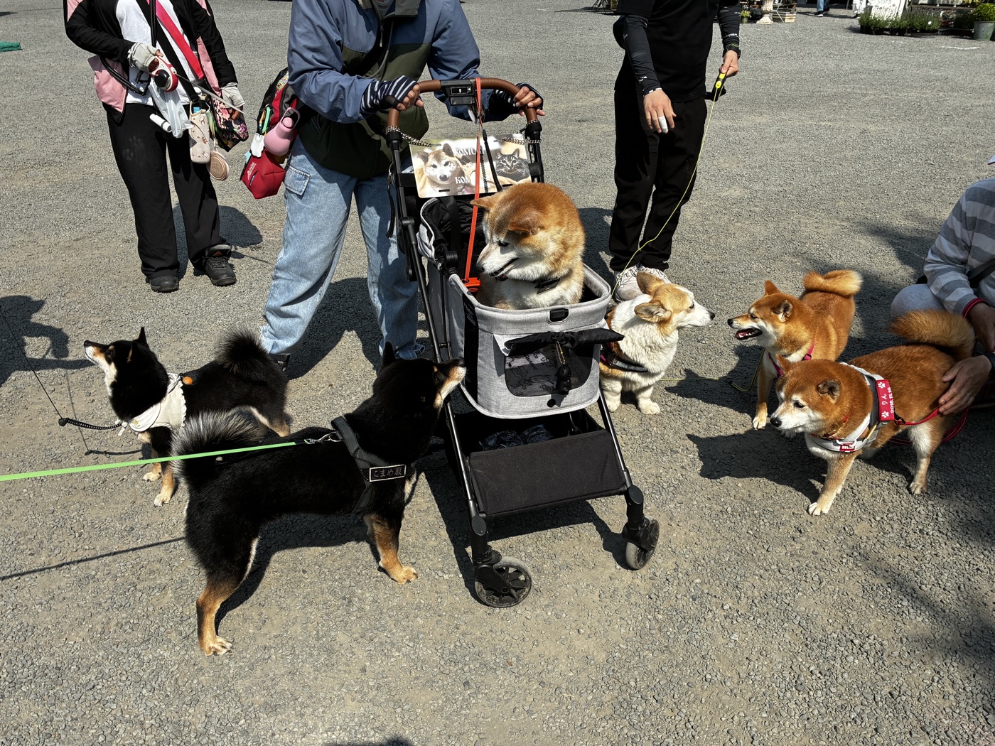 会場を訪れた犬