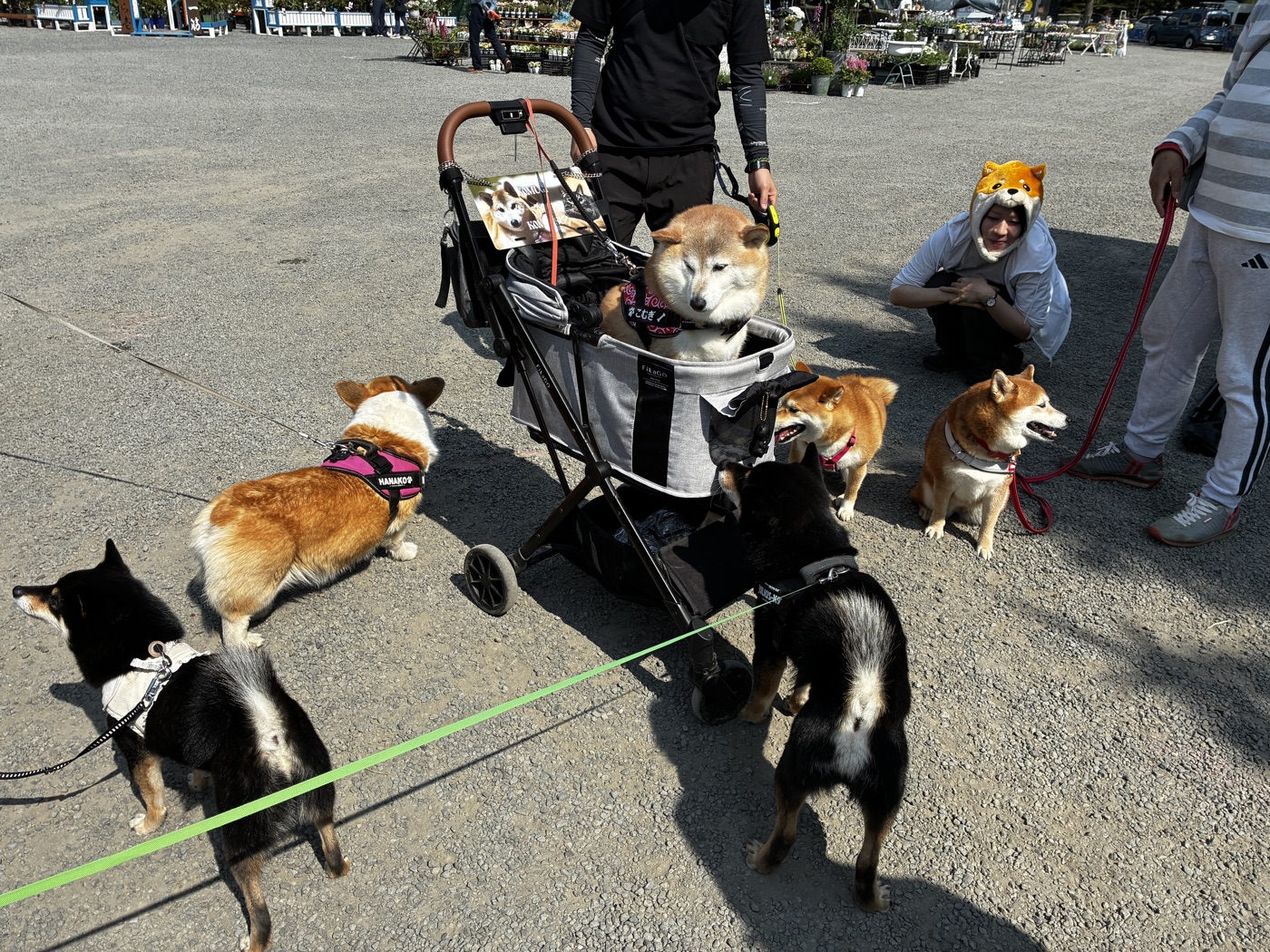 会場に訪れた犬たち
